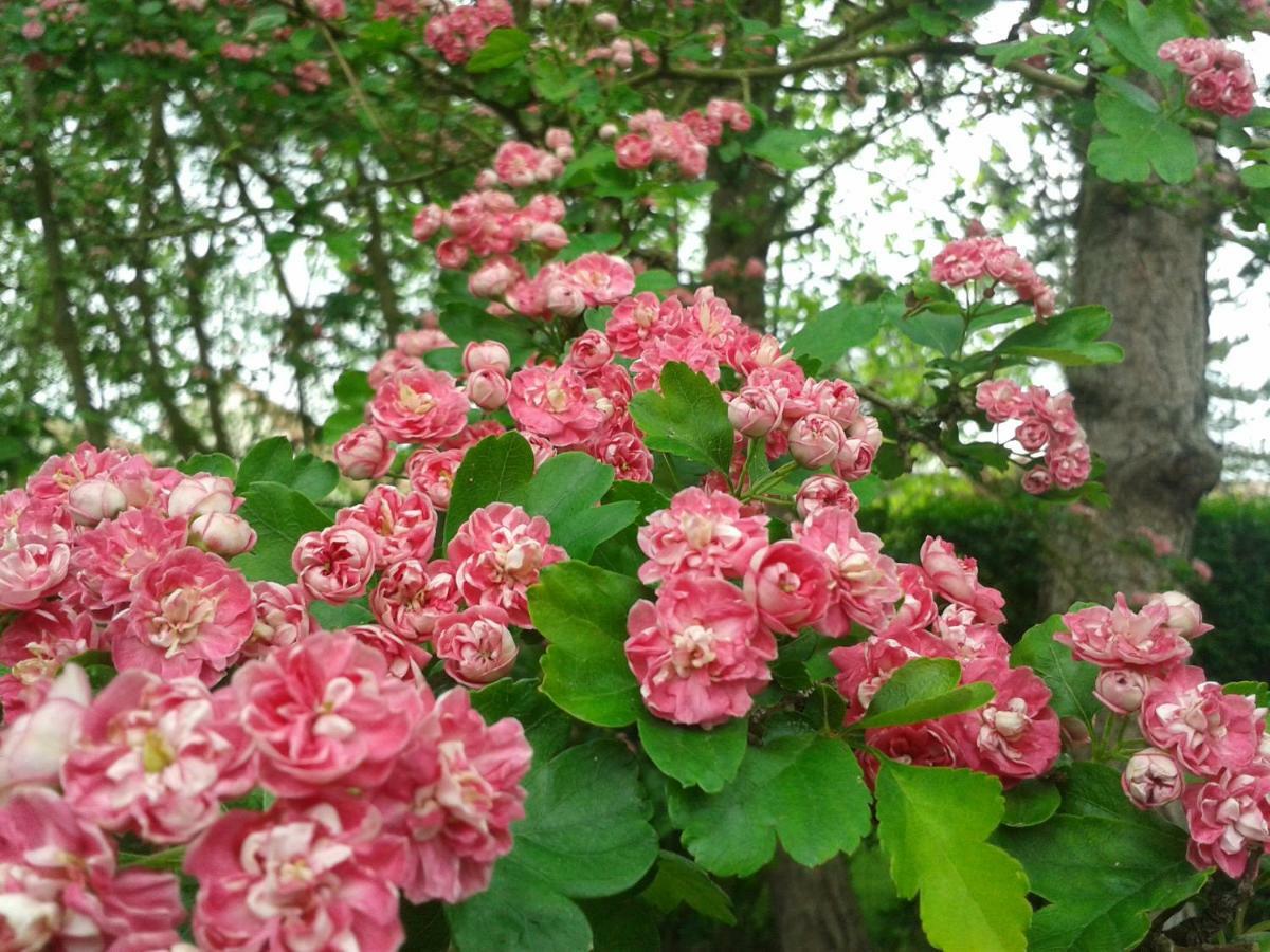 Chambre D'Hotes Les Hortensias Rang-du-Fliers Exteriör bild
